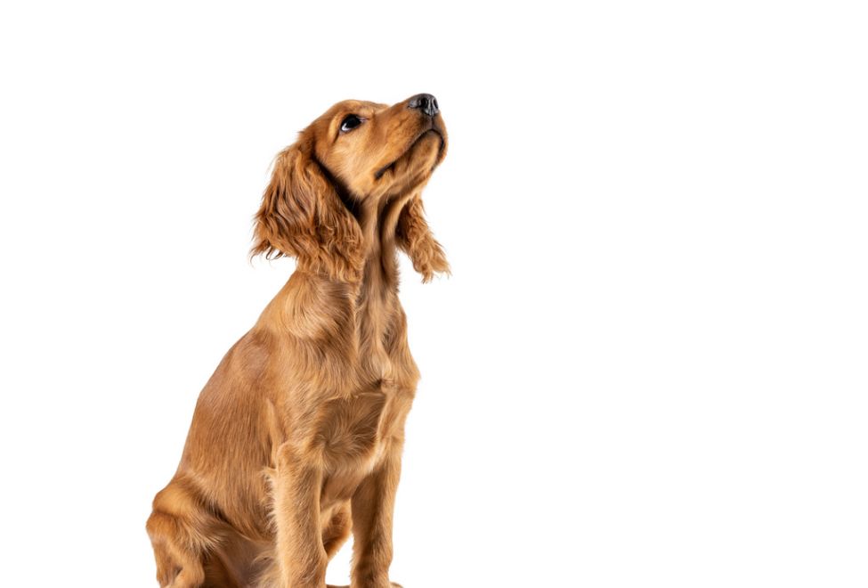 The Benefits of Renting in 2026 – UK Market